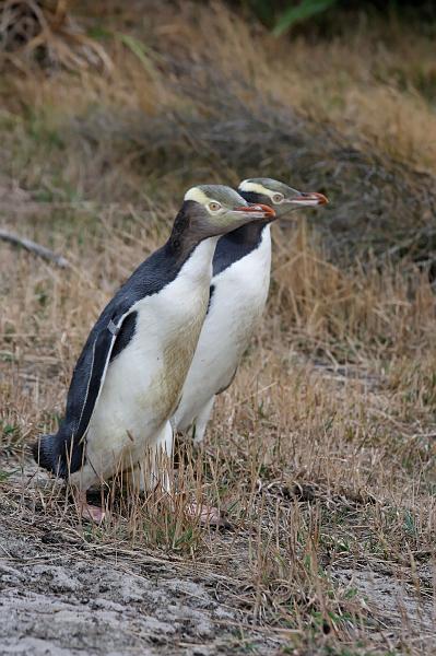 2007 03 29 Dunedin 095_DXO.jpg